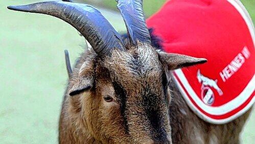 Das neue Maskottchen, das Andreas Wolf in Köln Glück bringen soll? Geißbock Hennes VIII. Das neue Maskottchen, das Andreas Wolf in Köln Glück bringen soll? Geißbock Hennes VIII.