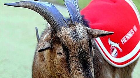 Das neue Maskottchen, das Andreas Wolf in Köln Glück bringen soll? Geißbock Hennes VIII.