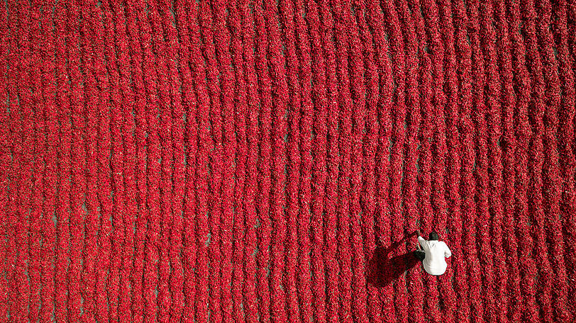Ein Chili-Farmer in Indien.