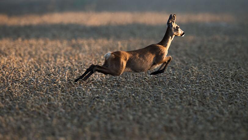 Der Bund Naturschutz sorgt sich um den Zustand des Waldes - und das hat auch mit dem Verbiss junger Bäume durch Rehwild zu tun. (Archivbild)