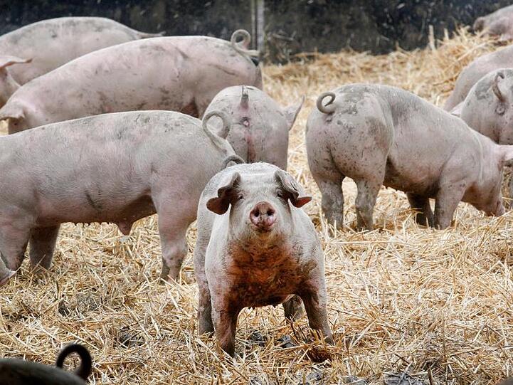Schweine bewegen sich in ihrem Freigehege. Verbraucher interessieren sich immer mehr dafür, wie Schlachttiere einmal gelebt haben.