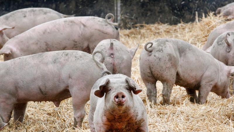 Schweine bewegen sich in ihrem Freigehege. Verbraucher interessieren sich immer mehr dafür, wie Schlachttiere einmal gelebt haben. Schweine bewegen sich in ihrem Freigehege. Verbraucher interessieren sich immer mehr dafür, wie Schlachttiere einmal gelebt haben.