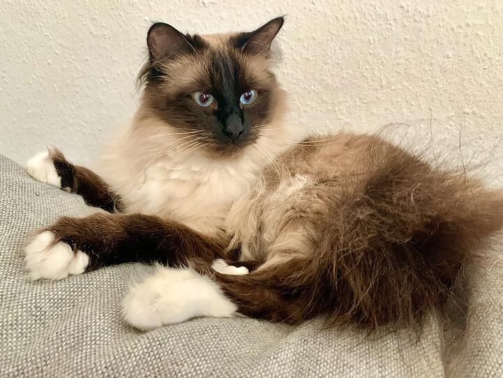 Loki