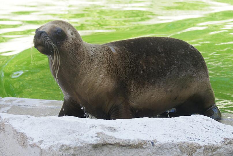 Die Robben kennen derzeit nur zwei Aggregatszustände: Faul in der Sonne liegen &ndash; oder sich im Wasser abkühlen.