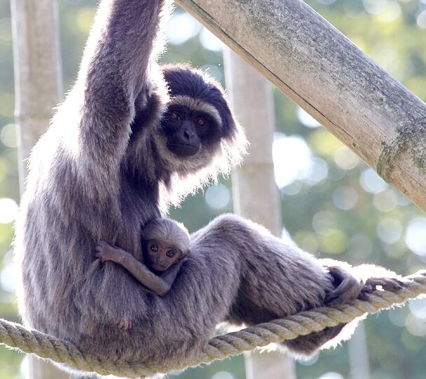 Silbergibbon-Mama Pangrango mit ihrem Baby