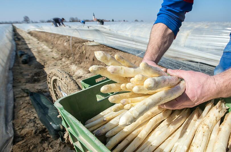 Die Erntemenge bei Spargel stieg um 5 Prozent auf den Rekordwert von rund 119 000 Tonnen. Foto: Armin Weigel