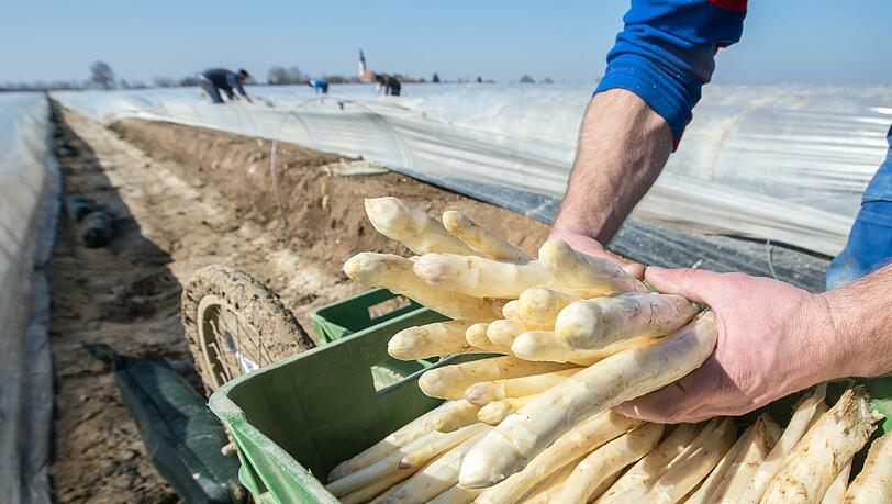 Die Erntemenge bei Spargel stieg um 5 Prozent auf den Rekordwert von rund 119 000 Tonnen. Foto: Armin Weigel Die Erntemenge bei Spargel stieg um 5 Prozent auf den Rekordwert von rund 119 000 Tonnen. Foto: Armin Weigel