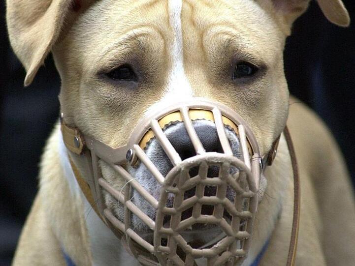 Mit Leine und Maulkorb: Ein American-Staffordshire-Terrier bei einer Demonstration von Hundehaltern.