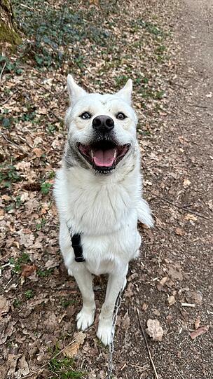 Mama, guck mal wie gut ich aussehe und rieche! - Kai, 1-jähriger Husky-Akita Mix aus dem Tierheim. Alles nach dem Motto "alles kann, nichts muss": ein Husky ist sich zu schade, immer zu gehorchen. Kommandos sind für ihn eher eine Anweisung als Pflicht. Dennoch ist er der liebste Hund auf der Welt!