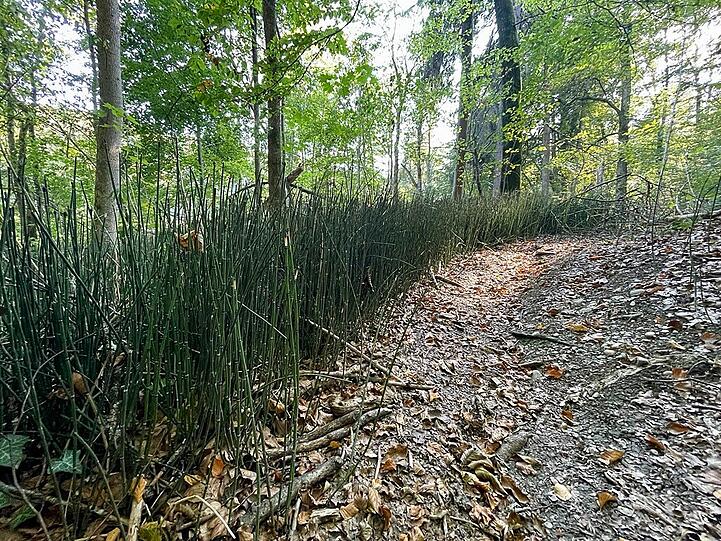 Bevor es ans Wasser geht, muss man in Baierbrunn aber erst durch den Wald. Ein Weg führt das Steilufer herunter durch den Wald an die Isar. Bevor es ans Wasser geht, muss man in Baierbrunn aber erst durch den Wald. Ein Weg führt das Steilufer herunter durch den Wald an die Isar.