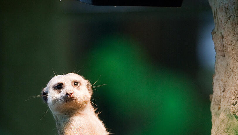 Das Erdmännchen (lat. Suricata suricatta) ist eine im südlichen Afrika beheimatete Manguste. Den Namen hat es, da es nach Menschenart oft auf zwei Beinen steht, um die Umgebung zu beobachten. Das Erdmännchen (lat. Suricata suricatta) ist eine im südlichen Afrika beheimatete Manguste. Den Namen hat es, da es nach Menschenart oft auf zwei Beinen steht, um die Umgebung zu beobachten.