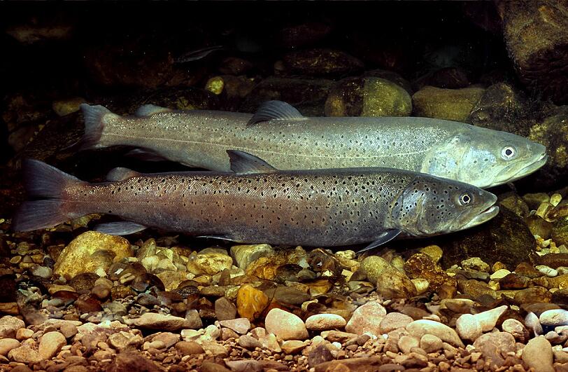 So sieht der Fisch des Jahres aus.