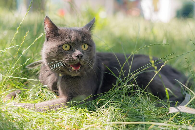 Werden die Hunde in dem Idiom durch Katzen ersetzt, wie Japaner es tun, bedeutet es nicht mehr so ganz das Gleiche: "Naku neko ha nezumi wo toranu". "Miauende Katzen fangen keine Mäuse", insofern können sie zwar auch den Mäusen nicht weh tun. Vielmehr noch drückt der Satz aber aus: Wer mit Reden beschäftigt ist, bringt daneben nichts zustande. Jemand spuckt Töne, liefert aber keine Ergebnisse. Werden die Hunde in dem Idiom durch Katzen ersetzt, wie Japaner es tun, bedeutet es nicht mehr so ganz das Gleiche: "Naku neko ha nezumi wo toranu". "Miauende Katzen fangen keine Mäuse", insofern können sie zwar auch den Mäusen nicht weh tun. Vielmehr noch drückt der Satz aber aus: Wer mit Reden beschäftigt ist, bringt daneben nichts zustande. Jemand spuckt Töne, liefert aber keine Ergebnisse.