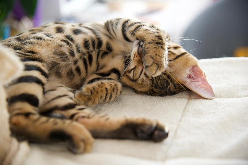 Cinnamon