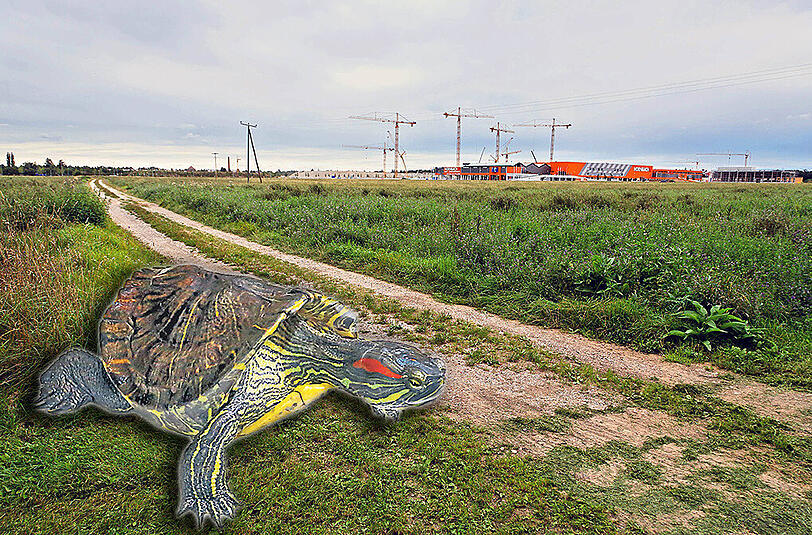 Schildkröte trifft Baumarkt: Das Kommunalreferat hat der Reptilien-Auffangstation ein Grundstück im neuen Stadtviertel vorgeschlagen.