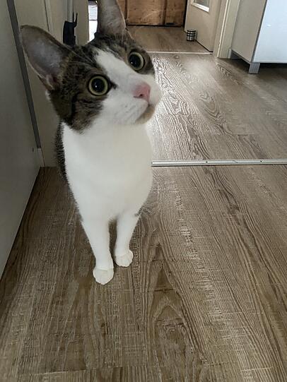 Olaf