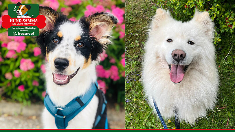 "Hund samma!" – wer hat den schönsten Hund Münchens? Sehen Sie hier die ersten Bewerber.