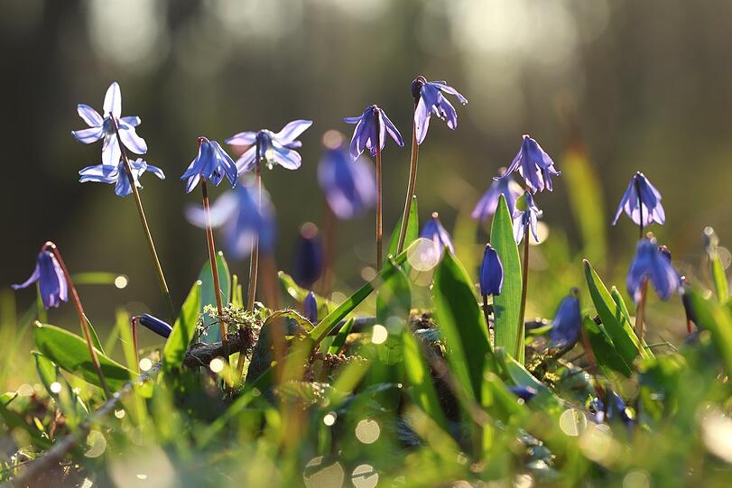 Und hier leuchtet der Blaustern im Morgentau.