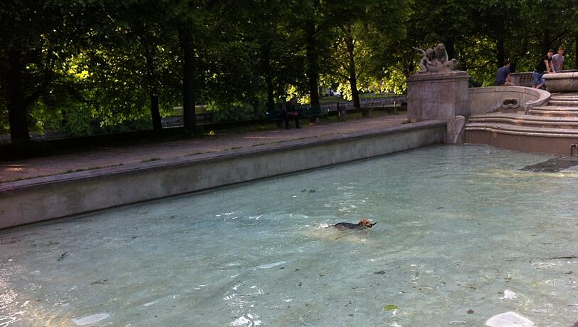 Sprung ins kühle Wasser, und schnell das Stöckchen holen... Sprung ins kühle Wasser, und schnell das Stöckchen holen...