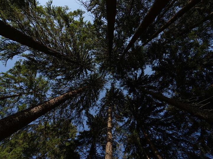 Ein strahlend blauer Himmel scheint über einem Waldstück im Fichtelgebirge. Foto: Nicolas Armer/dpa/Symbolbild
