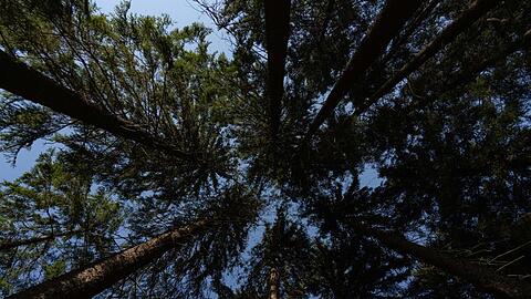 Ein strahlend blauer Himmel scheint über einem Waldstück im Fichtelgebirge. Foto: Nicolas Armer/dpa/Symbolbild