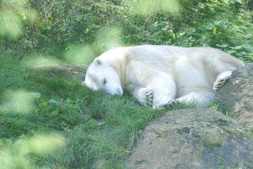Ermattet: Eisbärin Giovanna (4) ruht sich in der grünen Wiese aus. Die Hitze macht sie schläfrig