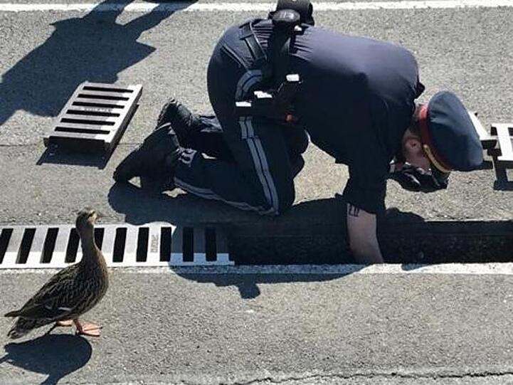 Die Entenmutter lässt den Polizisten bei der Rettungsaktion nicht aus den Augen.