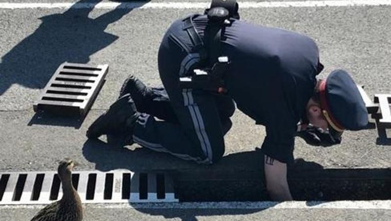Die Entenmutter lässt den Polizisten bei der Rettungsaktion nicht aus den Augen.
