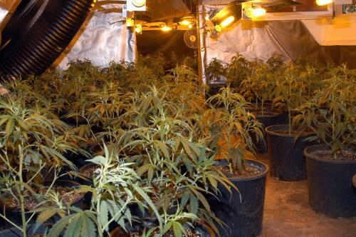 Privatplantage: Die Polizei fand in der Wohnung eines 26-jährigen Münchners zwei Aufzuchtzelte.