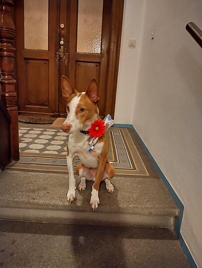 Das ist Mickey, er kommt aus dem spanischen Tierschutz. Auf der Hundewiese ist er immer schnellste, er fliegt gerade zu. über die Wiese. Auf dem Bild ist er auf dem Weg zu seiner Freundin Aki, der er eine Blume und ein Lekkerli mitbringt. Er ist neugierig, verspielt, bringt vielen Menschen Freude.