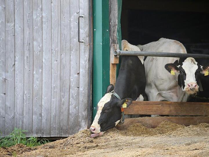 Kühe stehen in einem landwirtschaftlichen Großbetrieb in einem Stall. Foto: Karl-Josef Hildenbrand/Archivbild