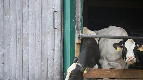 Kühe stehen in einem landwirtschaftlichen Großbetrieb in einem Stall. Foto: Karl-Josef Hildenbrand/Archivbild