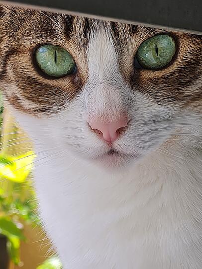Holly