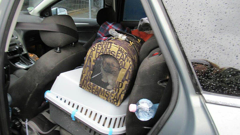 Die Tiere waren in Boxen eingepfercht.