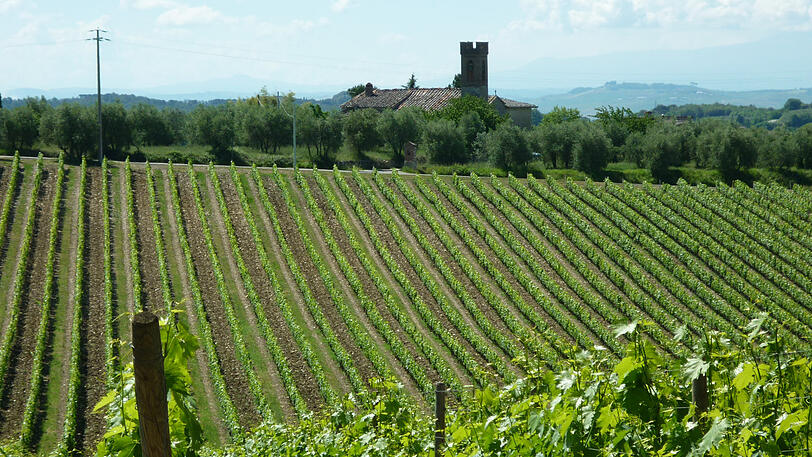 Blick auf das Umland von San Gimignano.