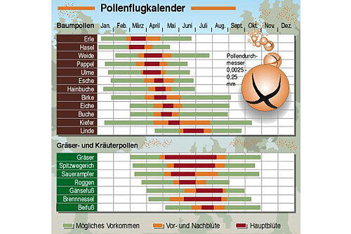 Die Saison der Pollen: Im April geht für viele die schwere Zeit los.