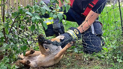 Schnell entfernten die Feuerwehrleute die lebensbedrohlichen Schlingen.