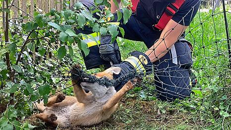 Schnell entfernten die Feuerwehrleute die lebensbedrohlichen Schlingen.