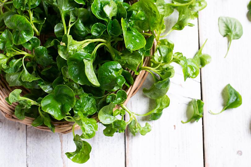 Brunnenkresse steckt voller wichtiger Nährstoffe. Sie liefert reichlich Vitamin C sowie A, K, E und B2. Dazu kommen Mineralstoffe wie Kalzium, Magnesium, Phosphor, Kalium, Eisen, Zink und Natrium. Ihr würziger, leicht scharfer Geschmack kommt von den enthaltenen Senfölen. Diese wirken antibakteriell und sollen bei Husten, Erkältungen und Blasenentzündungen das Immunsystem unterstützen. Brunnenkresse steckt voller wichtiger Nährstoffe. Sie liefert reichlich Vitamin C sowie A, K, E und B2. Dazu kommen Mineralstoffe wie Kalzium, Magnesium, Phosphor, Kalium, Eisen, Zink und Natrium. Ihr würziger, leicht scharfer Geschmack kommt von den enthaltenen Senfölen. Diese wirken antibakteriell und sollen bei Husten, Erkältungen und Blasenentzündungen das Immunsystem unterstützen.