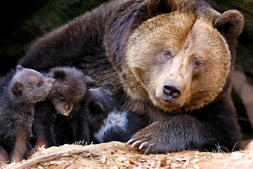 Immer unter der Aufsicht der Mama. Die elfjährige Bärenmutter beschützt ihre Jungen.