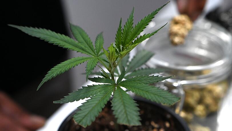 Ob frisch oder getrocknet: Cannabis stand im Mittelpunkt der Messe Mary Jane. (Archivbild)