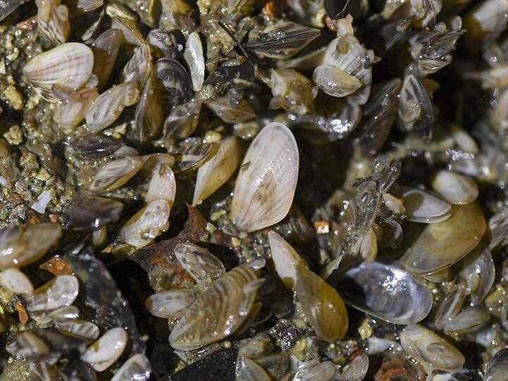 Quagga-Muscheln wachsen auf dem Boden in einer technischen Anlage der Bodenseewasserversorgung. Die Muschel breitet sich seit mehreren Jahren massiv im Bodensee aus.