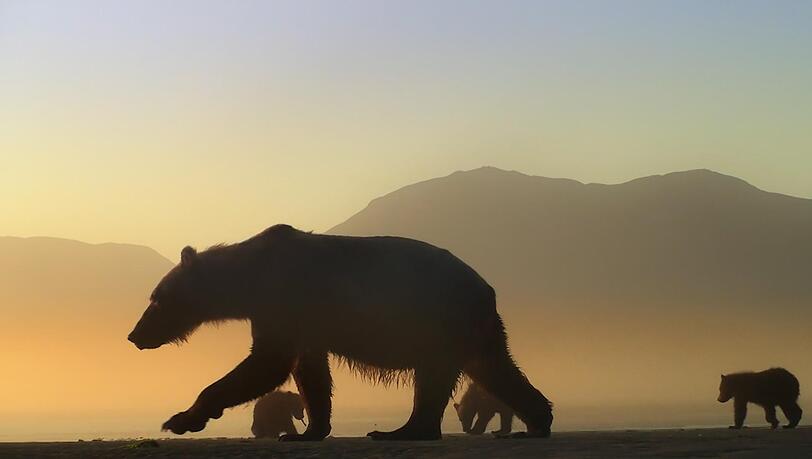 Hier sind die Menschen nur zu Gast: Bären in Alaska. Hier sind die Menschen nur zu Gast: Bären in Alaska.