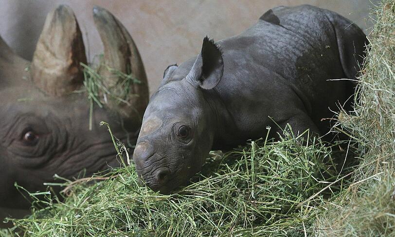 ...aber auch beim Heu schlägt das Mini-Nashorn bereits fleißig zu!
