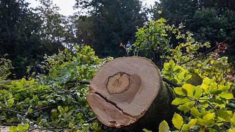 Im Würzburger Ringpark stürzte ein Baum auf eine Radfahrerin - später wird er zerkleinert.