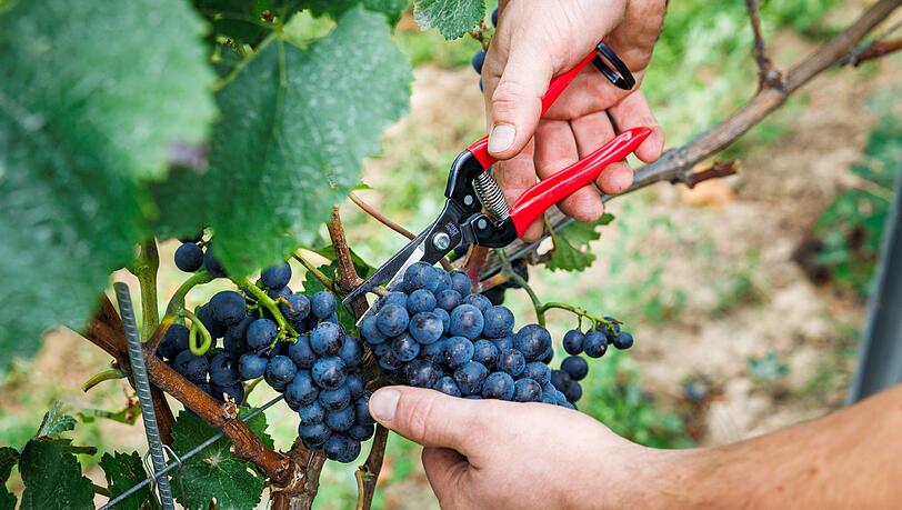 Bauernpr&auml;sident Joachim Rukwied sagt, der Weinbau sei in der gr&ouml;&szlig;ten Krise seit Jahrzehnten.(Archivbild)