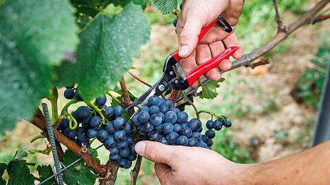 Bauernpr&auml;sident Joachim Rukwied sagt, der Weinbau sei in der gr&ouml;&szlig;ten Krise seit Jahrzehnten.(Archivbild)