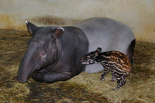 Mutter und Kind wohlauf: Tapir-Dame &bdquo;Indah&ldquo; mit ihrem noch namenlosen Jungtier.