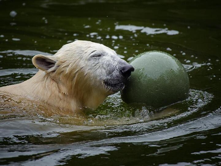 Eisbärin Hertha im Tierpark Berlin.