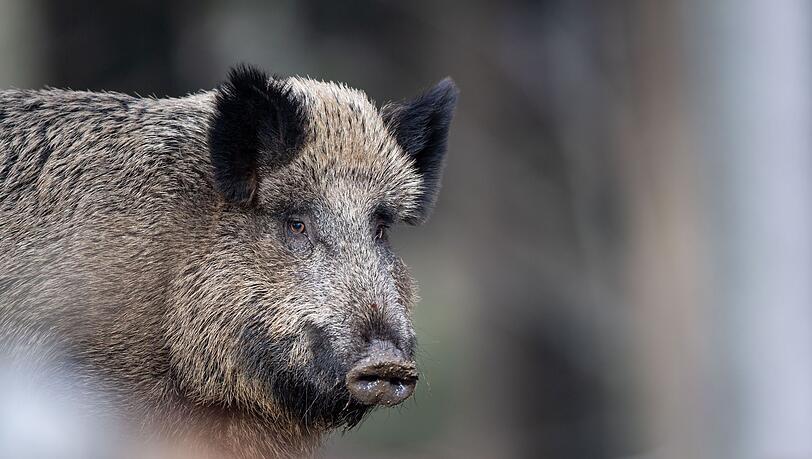 Zum Schutz der Wildtiere dürfen Besucher und Besucherinnen demnächst die Tier-Freigelände nicht mehr betreten. (Archivbild)